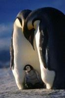 /album/adpa/manchot-empereur-jpg/